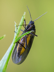 Sciara hemerobioides
