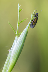 Sciara hemerobioides