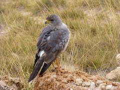 Melierax poliopterus