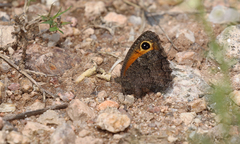 Haywardella edmondsii