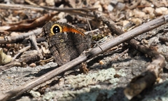 Haywardella edmondsii