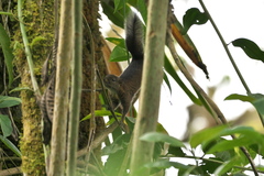 Sciurus pucheranii