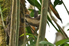 Sciurus pucheranii