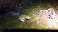 Chalcorana chalconota