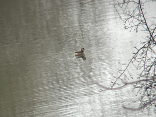 iNaturalist: (c) tetraponera_attenuata, some rights reserved (CC BY-NC) iNaturalist image