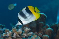 Chaetodon ulietensis