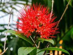 Combretum constrictum