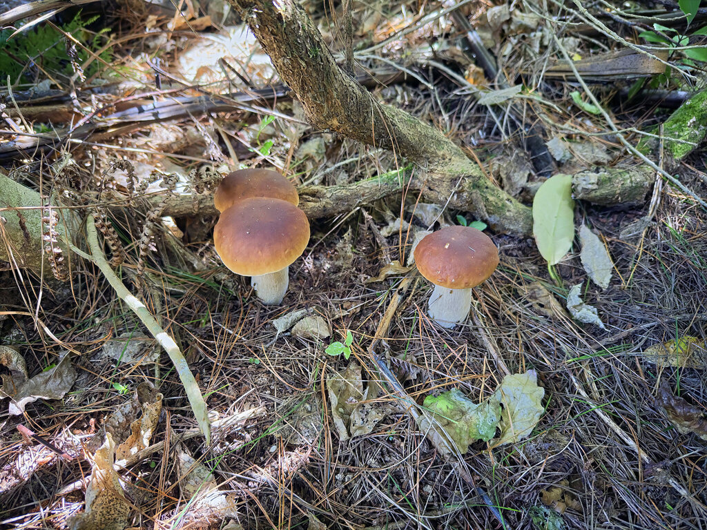 Boletus edulis · January 2026 · photo: © jeremy_rolfe (iNaturalist, cc-by)