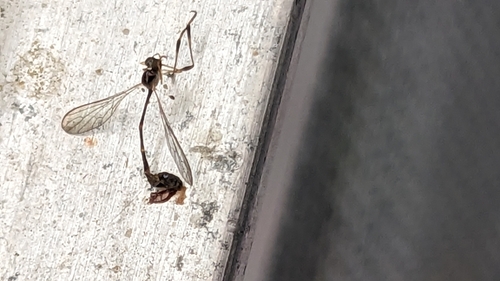 Unknown species found near Chatham County, US-GA, US