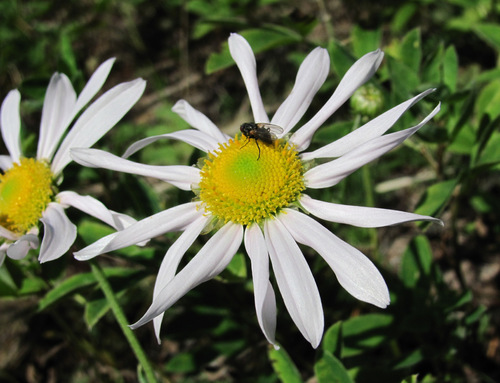 Zawadzki's chrysanthemum
