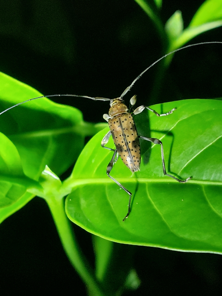 Anisopodus argus