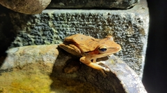 Polypedates leucomystax