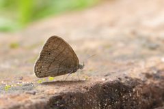 Hermeuptychia gisella