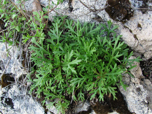 Zawadzki's chrysanthemum