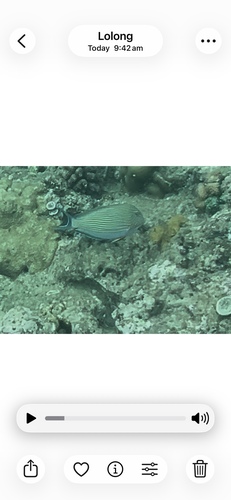 Acanthurus lineatus