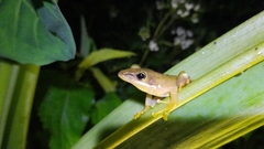 Chalcorana chalconota