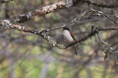 Lanius collurioides