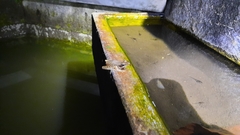 Chalcorana chalconota