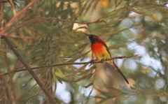 Aethopyga gouldiae