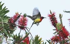 Aethopyga gouldiae
