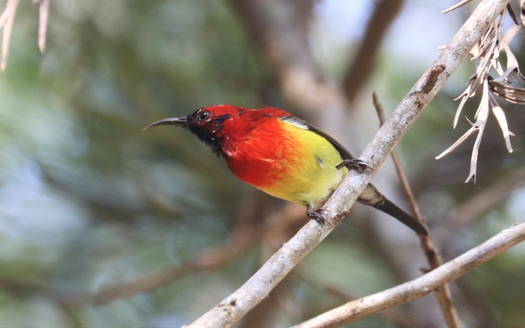 Mrs. Gould's Sunbird