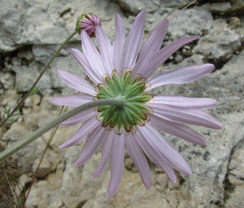 Zawadzki's chrysanthemum