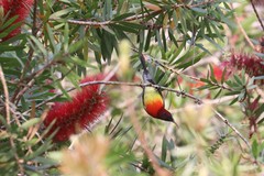 Aethopyga gouldiae