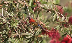 Aethopyga gouldiae