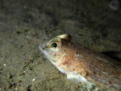Spotted Dragonet photo 4