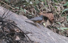 Turdus dissimilis