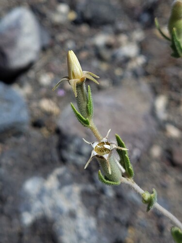 Wavyleaf blazingstar (Mentzelia albescens)