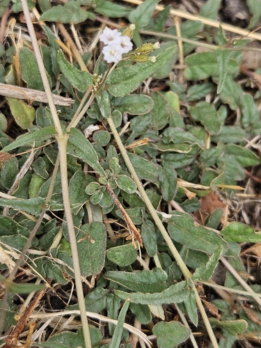 Boerhavia dominii (Boerhavia dominii)