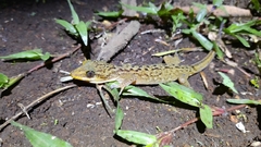 Cyrtodactylus marmoratus