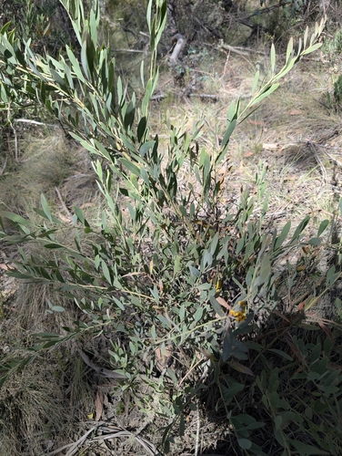 blunt-leaf bitter-pea (Daviesia mimosoides)