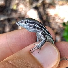 Linhares Whiptail photo 3