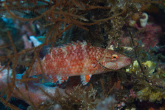 Oxycheilinus orientalis