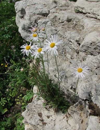 Zawadzki's chrysanthemum