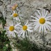 Chrysanthemum zawadskii - Photo (c) Gennadiy Okatov, some rights reserved (CC BY-NC), uploaded by Gennadiy Okatov