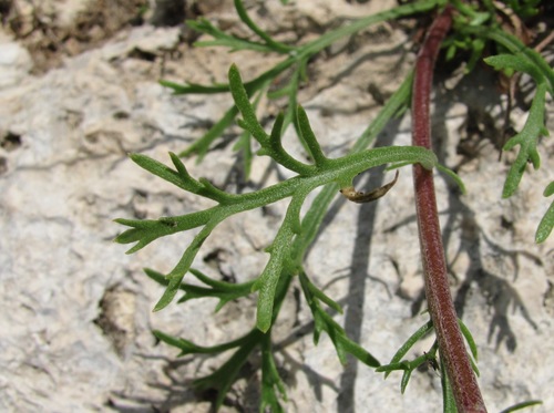 Zawadzki's chrysanthemum