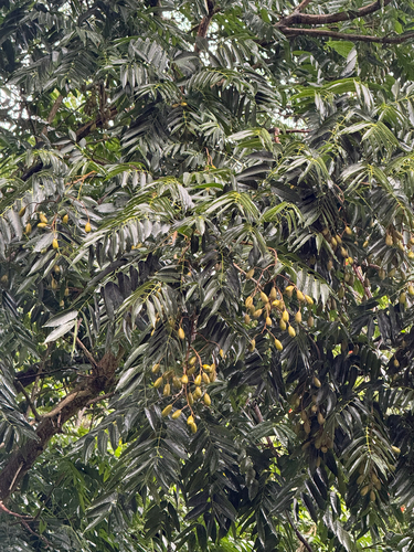Cedrela odorata observed 2026-01-30
