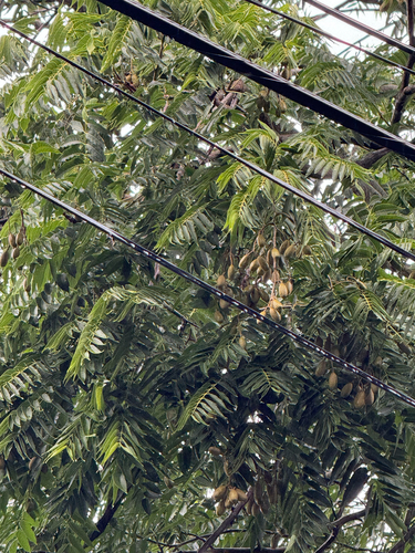 Cedrela odorata observed 2026-01-30