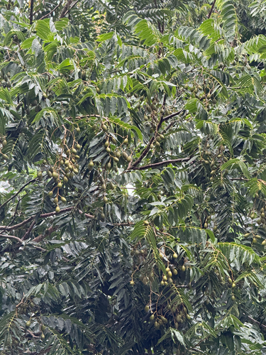 Cedrela odorata observed 2026-01-30