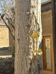 Populus ciliata