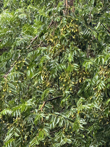 Cedrela odorata observed 2026-01-30