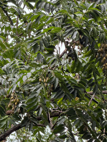 Cedrela odorata observed 2026-01-30