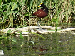 Jacana spinosa