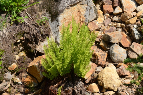 American Alpine Lady Fern (Athyrium americanum)