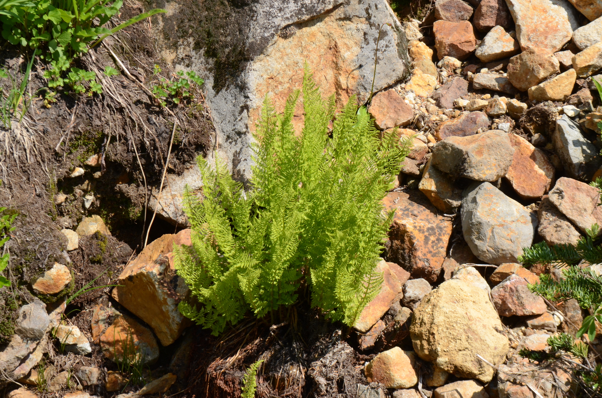 American Alpine Lady Fern (Athyrium americanum)