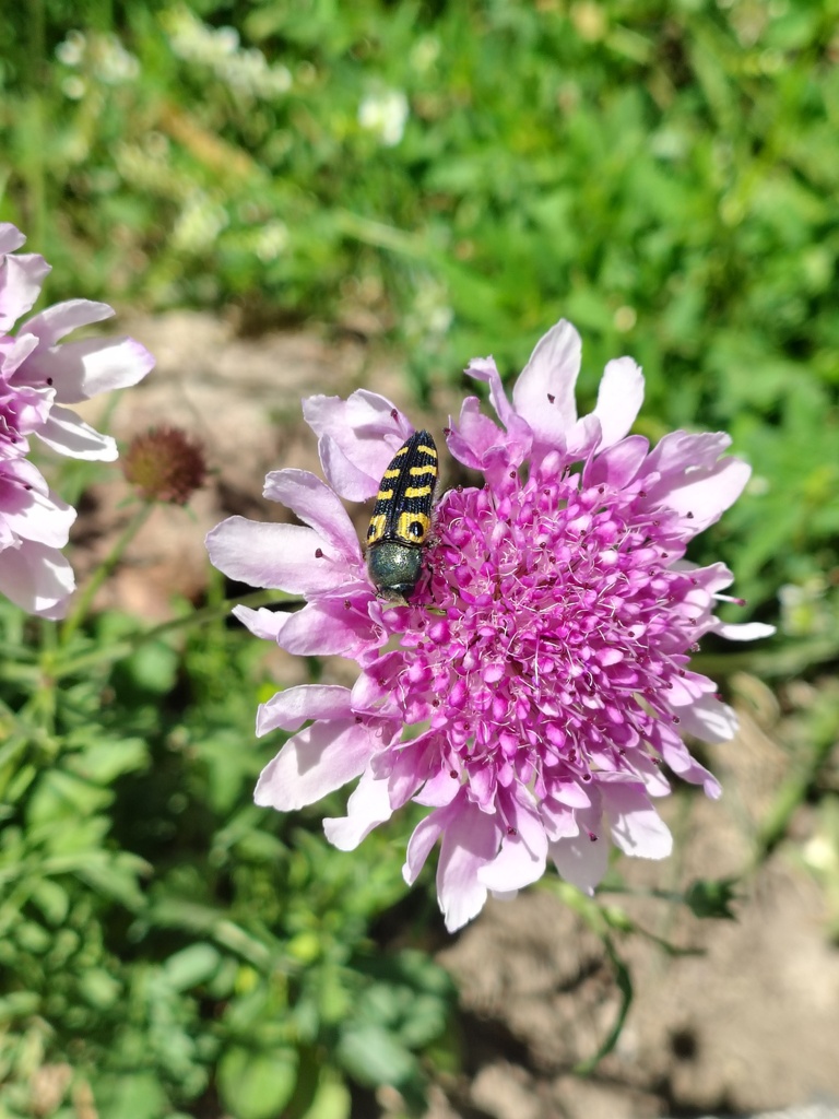 Lasionota robustus