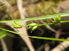Carex loliacea